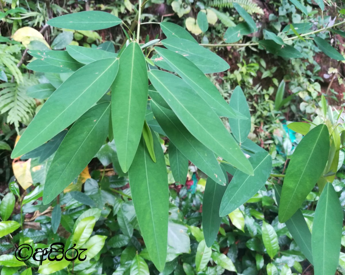 Codariocalyx motorius (Houtt.) H.Ohashi